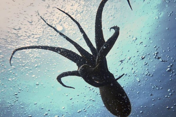 Официальный сайт kraken kraken clear com