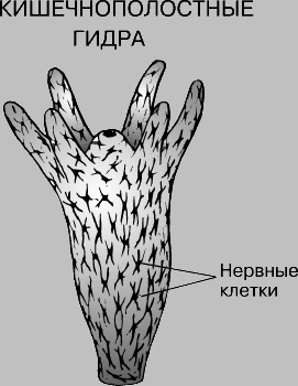 Кракен маркет это